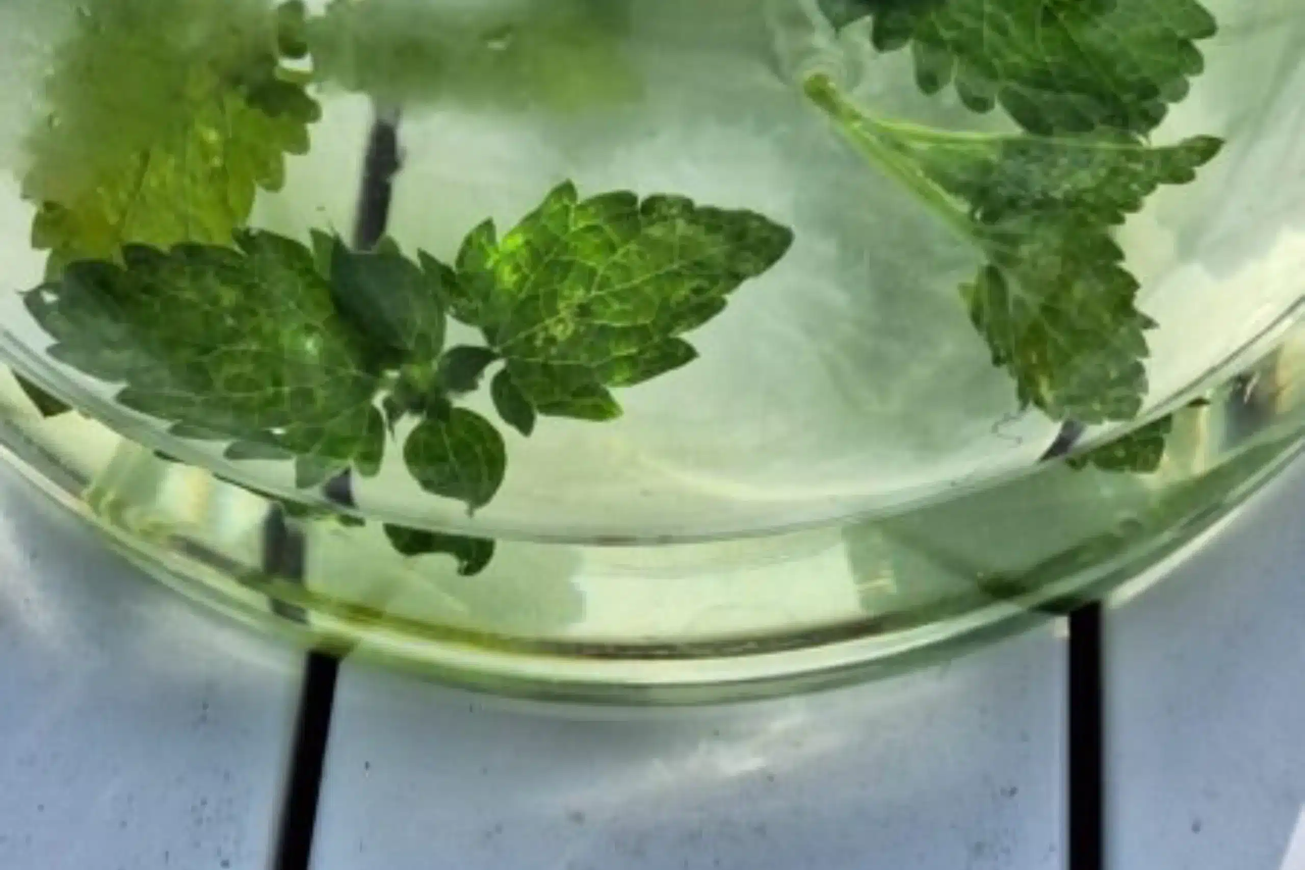Préparation lors d'un atelier bien-être plantes et immunité animé par Delphine Koniarski, porteuse du projet Delphinitea à Waterloo | Delphinitea