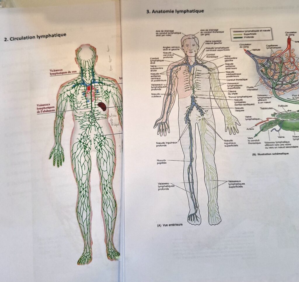 Schema Drainage Lymphatique